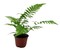 Shaggy Shield Fern -Dryopteris cycadina  - Indoors or Out - 4" Pot